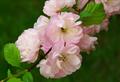 Korean cherry
